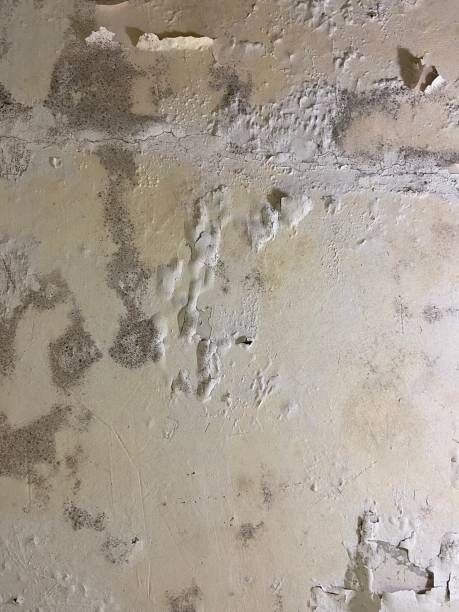 Best Post-Flood Mold Remediation in Riverbank, CA